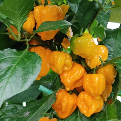 Naga Yellow