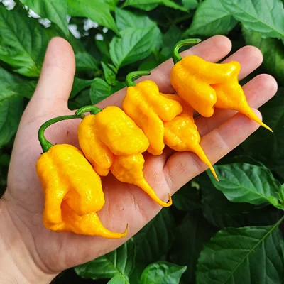 Carolina Reaper Yellow