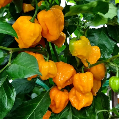 Trinidad Scorpion Moruga Yellow