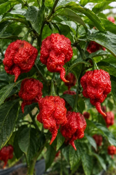 Carolina Reaper