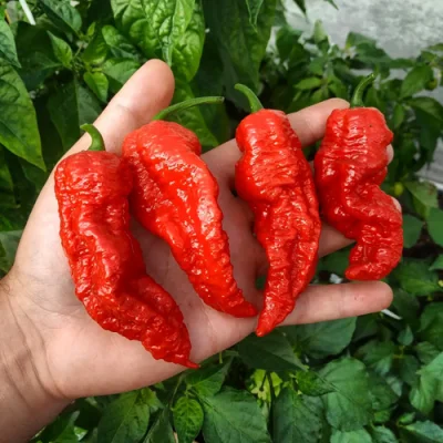 Bih Jolokia x Sugar Rush Red