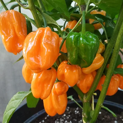 Habanero Orange