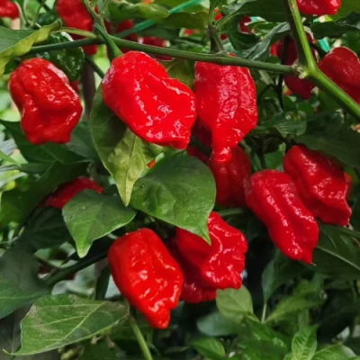 Trinidad Scorpion Moruga Red