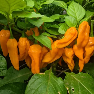 Naga Brain Orange