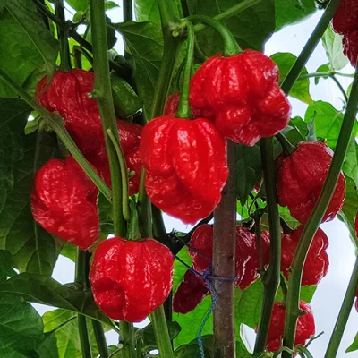 Big Red Mama