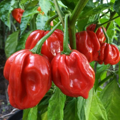 Habanero Red
